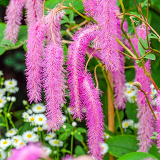 Lilac Squirrel Burnet