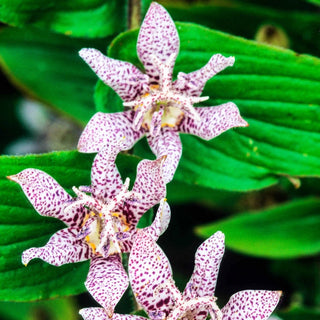 Hirta Toad Lily