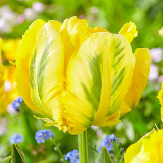 Parrot Tulip Collection