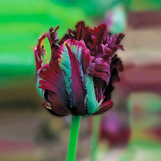 Parrot Tulip Collection