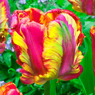 Parrot Tulip Collection