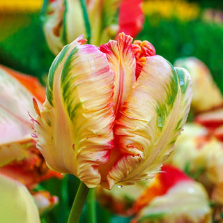 Parrot Tulip Collection