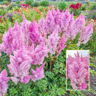 Luna Astilbe