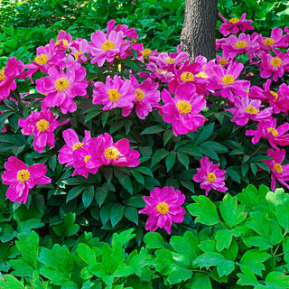 Brecks Wild Lactiflora Peony