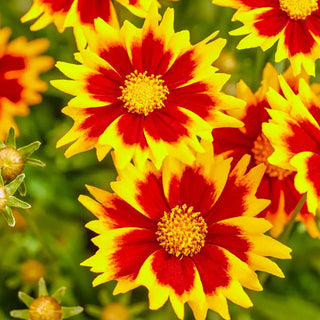 Solar Jewel Coreopsis