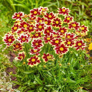 Solar Coreopsis Collection