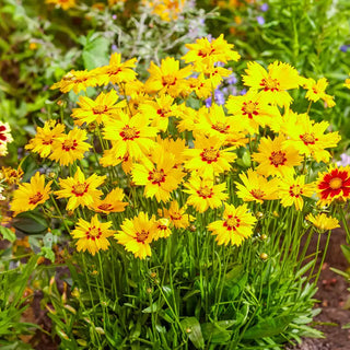 Solar Coreopsis Collection