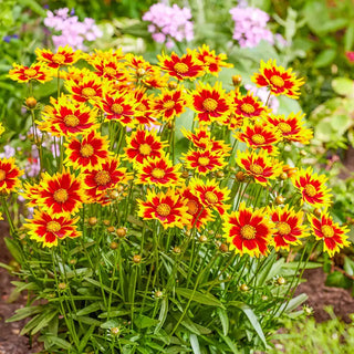 Solar Coreopsis Collection