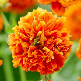 Orange Pumpkin Geum