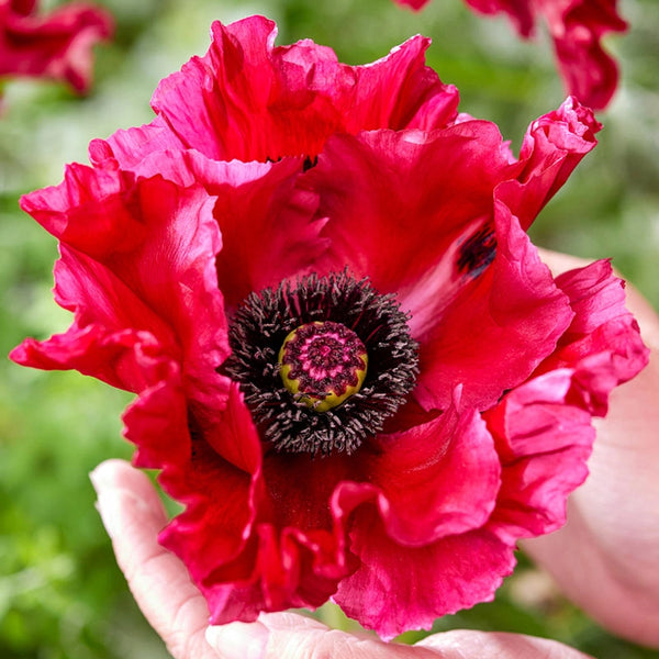 Faded Red discount Poppy