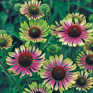 Twister Green Coneflower