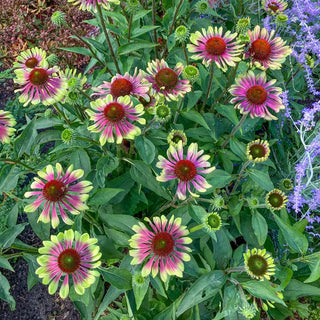 Twister Green Coneflower