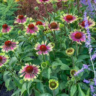 Twister Green Coneflower