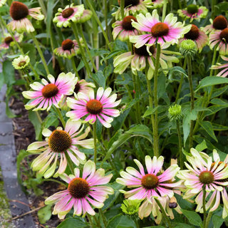 Twister Green Coneflower