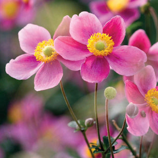 Splendens Japanese Anemone