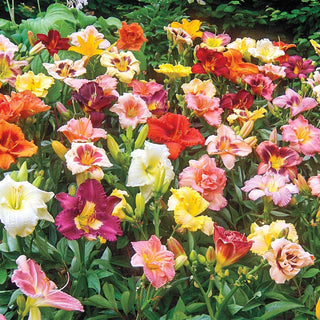 Reblooming Daylily Mixture