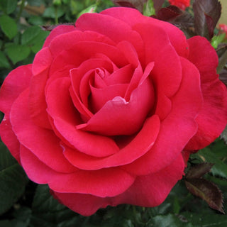 In Love Again Hybrid Tea Rose