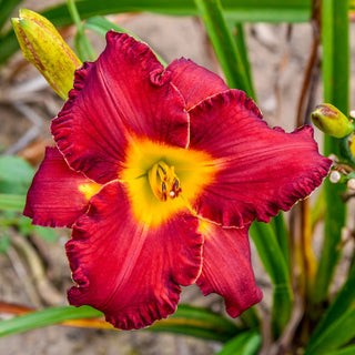 Another Brick In The Wall Reblooming Daylily