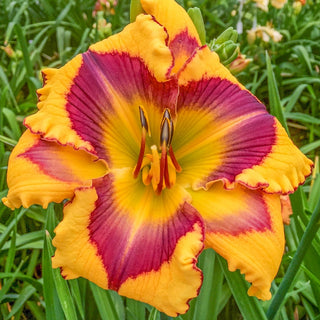 Daylilies