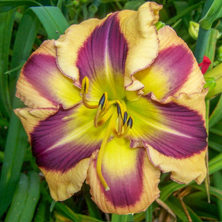 Chasing Ghosts Reblooming Daylily