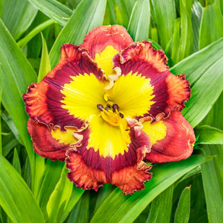 Lava Lamp Reblooming Daylily