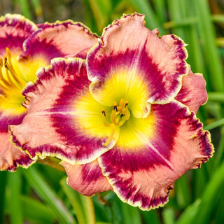 Momentary Bliss Reblooming Daylily