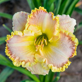 Singular Sensation Reblooming Daylily