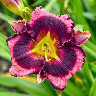 The Band Played On Reblooming Daylily