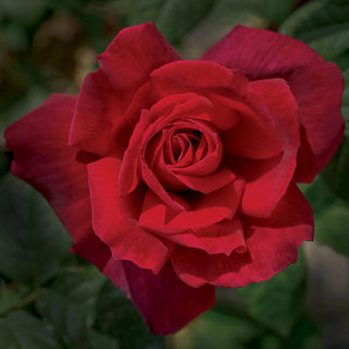 Chrysler Imperial Hybrid Tea Rose