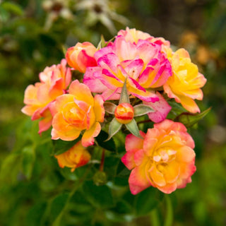 Rio Samba Hybrid Tea Rose