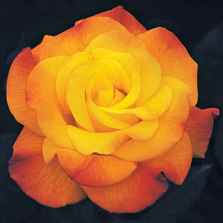 Rio Samba Hybrid Tea Rose