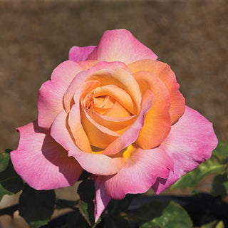 Chicago Peace Hybrid Tea Rose