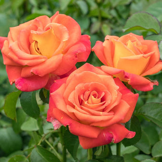 Burst Of Joy Floribunda Rose