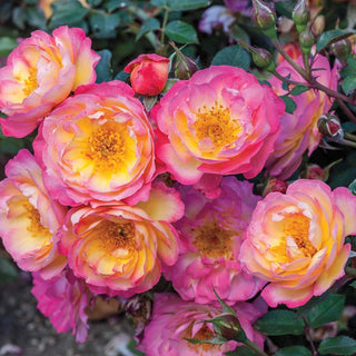 Watercolors Home Run Shrub Rose