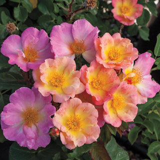 Rainbow Happy Trails Groundcover Rose