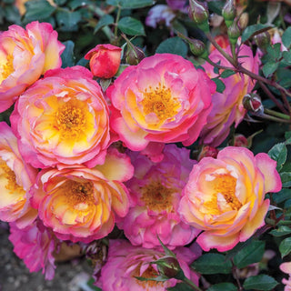 Rainbow Happy Trails Groundcover Rose