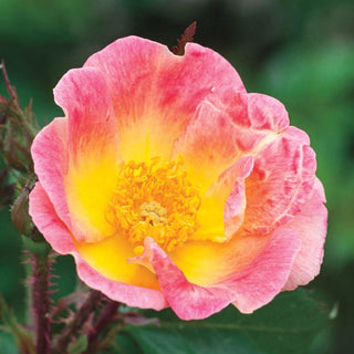 Rainbow Happy Trails Groundcover Rose