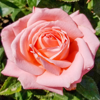 Heavenly Scented Hybrid Tea Rose