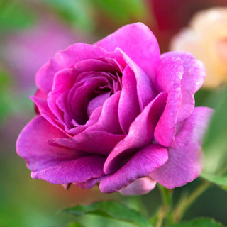 Sweet Madame Blue Floribunda Rose