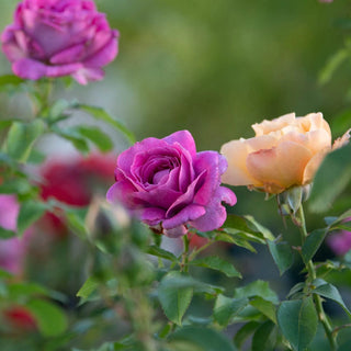 Sweet Madame Blue Floribunda Rose