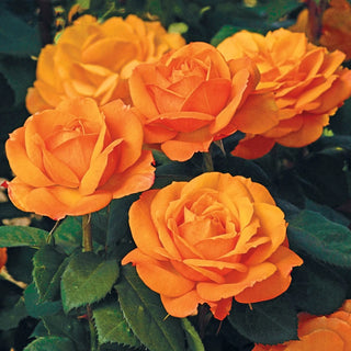 Good As Gold Hybrid Tea Rose