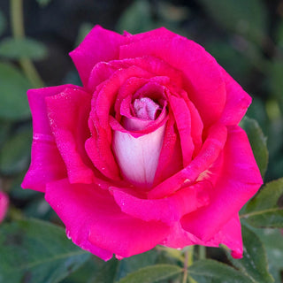 Picture Perfect Hybrid Tea Rose