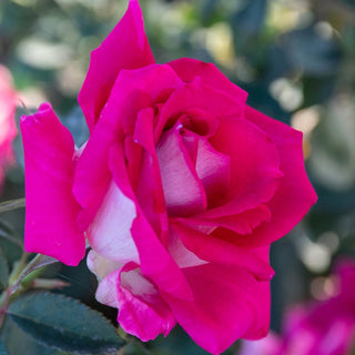 Picture Perfect Hybrid Tea Rose