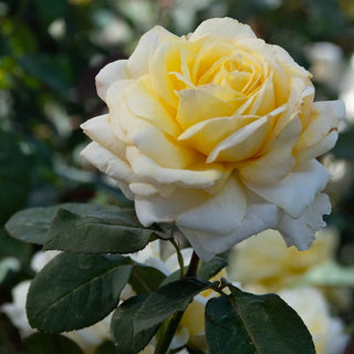 Chantilly Cream Hybrid Tea Rose