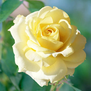 Chantilly Cream Hybrid Tea Rose