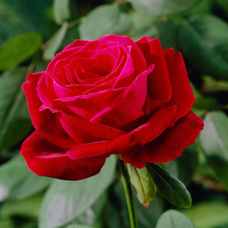 Mister Lincoln Hybrid Tea Rose