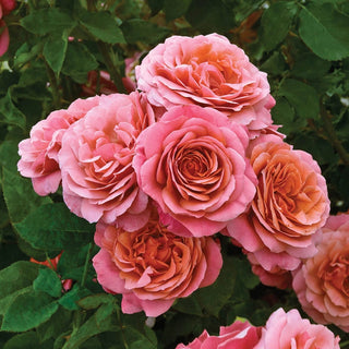 Uptown Girl Grandiflora Rose