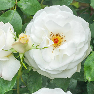 Sugar Moon Hybrid Tea Rose