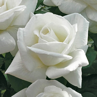 Sugar Moon Hybrid Tea Rose