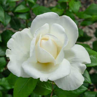 Sugar Moon Hybrid Tea Rose